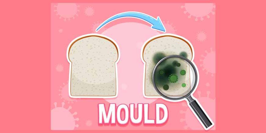 What Is a Mould Definition, Types, & Key Facts Explained