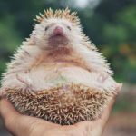 What is a Hedgehog Meaning, Features, and Examples Explained