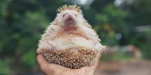 What is a Hedgehog Meaning, Features, and Examples Explained