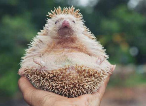 What is a Hedgehog Meaning, Features, and Examples Explained