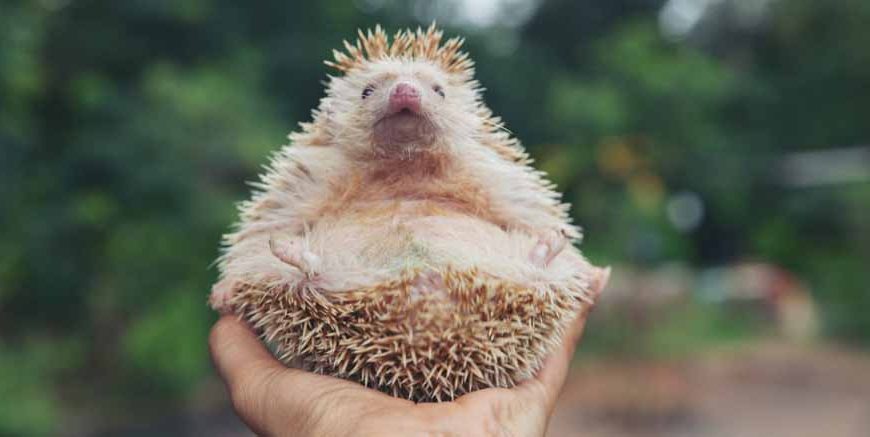 What is a Hedgehog Meaning, Features, and Examples Explained