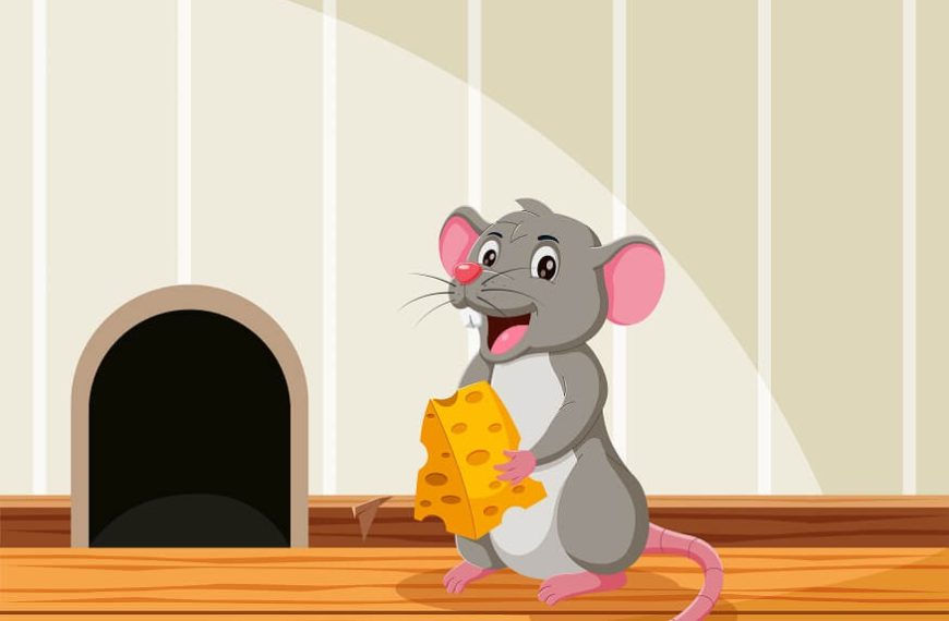 Explore Interesting Facts About Mouse