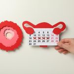 Gestation Period in Humans: Definition, Stages & Key Facts