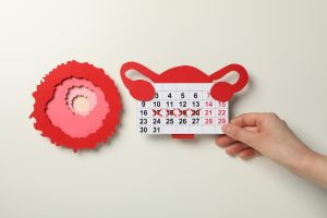 Gestation Period in Humans: Definition, Stages & Key Facts