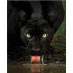 Black Panther Facts Key Information for Students 2026