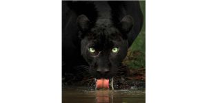 Black Panther Facts Key Information for Students 2026