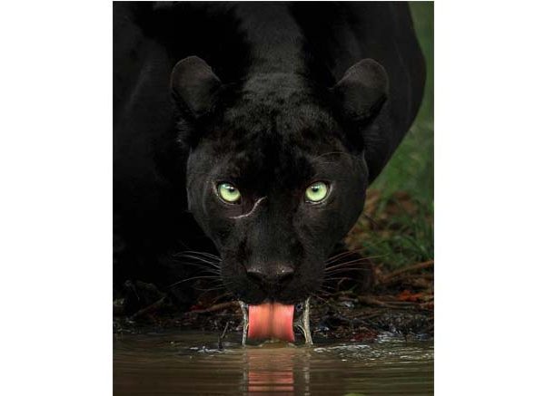 Black Panther Facts: Key Information for Students 2026