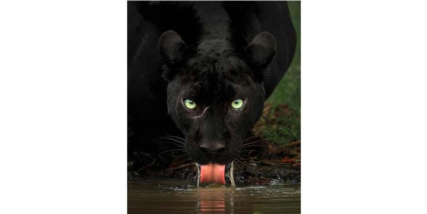 Black Panther Facts Key Information for Students 2026