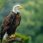 Eagle Learn Definition, Facts & Types