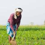 Essay on Indian Farmer in English for Classes 1,2,3 Kids 10 Lines & Paragraph
