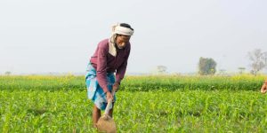 Essay on Indian Farmer in English for Classes 1,2,3 Kids 10 Lines & Paragraph