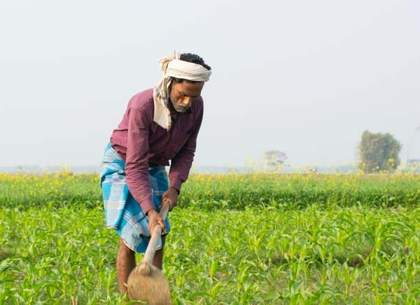 Essay on Indian Farmer in English for Classes 1,2,3 Kids 10 Lines & Paragraph