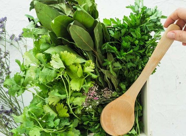 Facts About Herbs – Key Concepts, Examples & Uses Explained