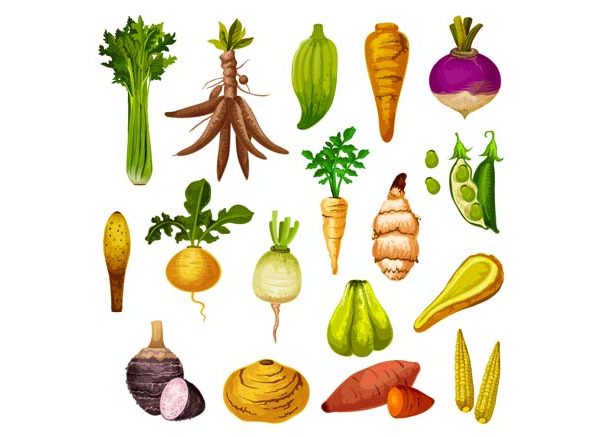 List of Root Vegetables Names for Kids