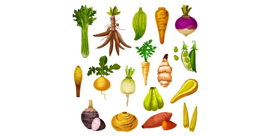 List of Root Vegetables Names for Kids