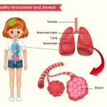Lungs Diagram – Structure, Working, Importance and Facts