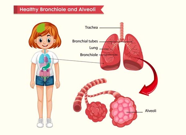 Lungs Diagram – Structure, Working, Importance and Facts