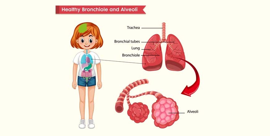 Lungs Diagram – Structure, Working, Importance and Facts