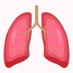 Lungs for Kids - Working, Functions, Facts, and FAQs
