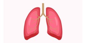 Lungs for Kids - Working, Functions, Facts, and FAQs