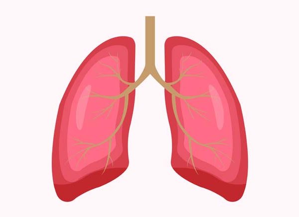 Lungs for Kids - Working, Functions, Facts, and FAQs