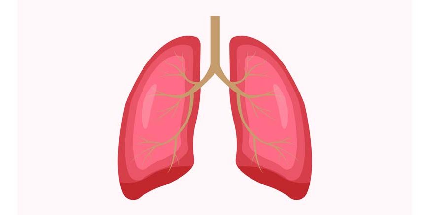 Lungs for Kids - Working, Functions, Facts, and FAQs