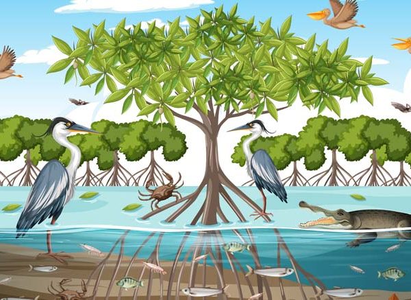 Mangrove Forests and Animals Adaptations, Examples & Facts