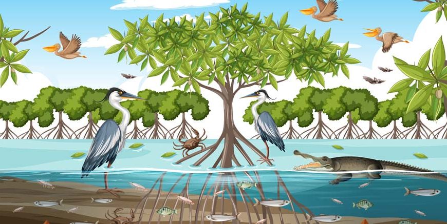Mangrove Forests and Animals Adaptations, Examples & Facts