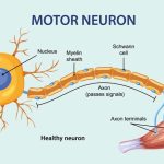 Nerve Cell Structure, Function & Types Explained for EVS