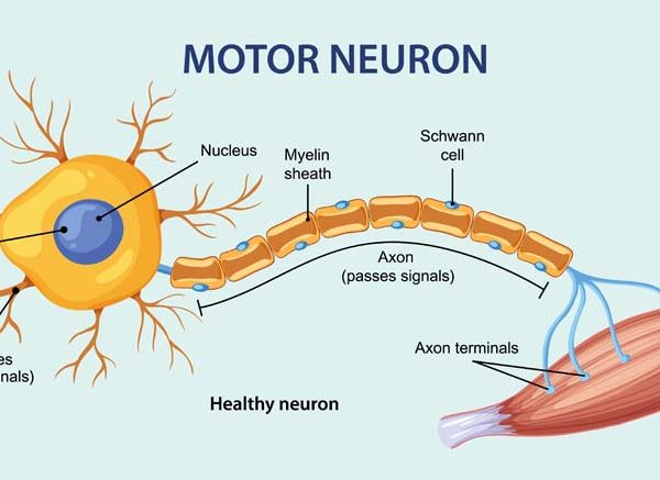 Nerve Cell: Structure, Function & Types Explained for EVS