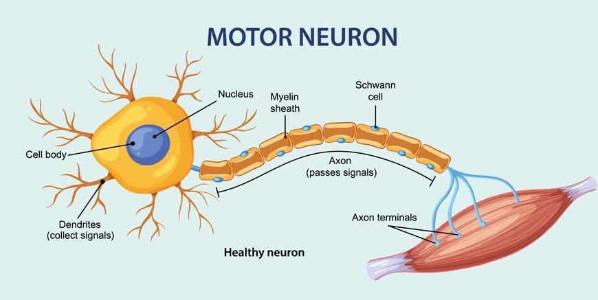 Nerve Cell Structure, Function & Types Explained for EVS