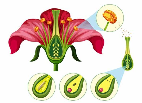 Pistil Middle Part of the Flower Learn Important Terms and Concepts