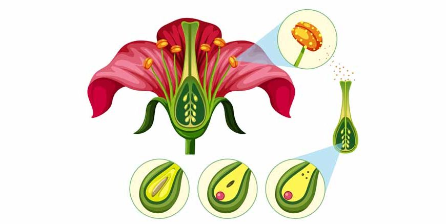 Pistil Middle Part of the Flower Learn Important Terms and Concepts