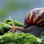 Snail – Features, Characteristics, and FAQs