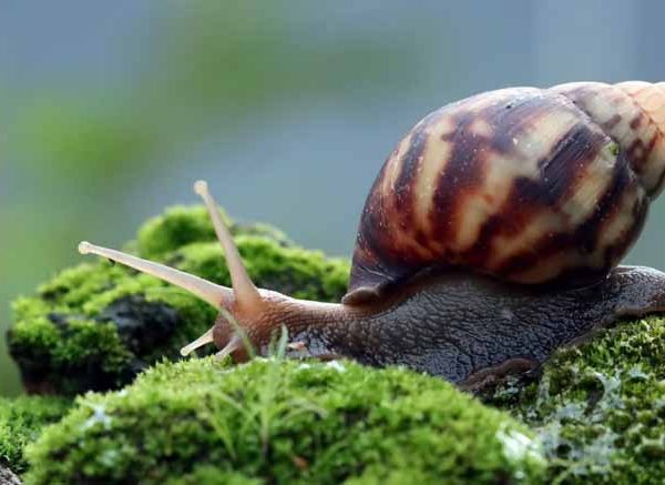 Snail – Features, Characteristics, and FAQs