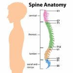 Spinal Cord Structure, Functions & Importance Explained