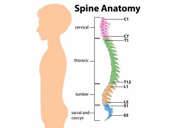 Spinal Cord Structure, Functions & Importance Explained