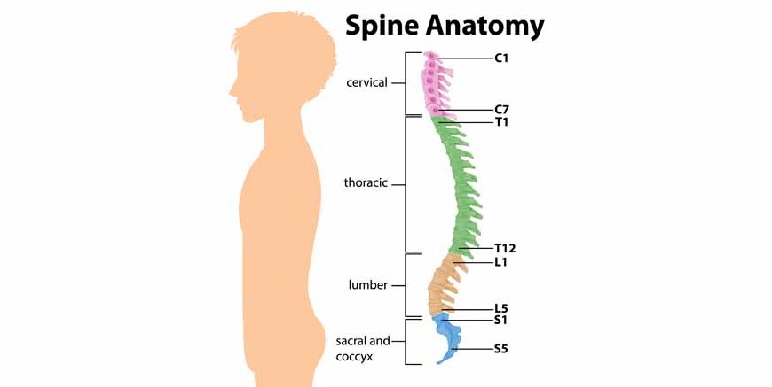 Spinal Cord Structure, Functions & Importance Explained