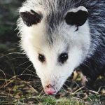 What Is a Possum Definition, Facts & Examples Explained