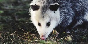What Is a Possum Definition, Facts & Examples Explained