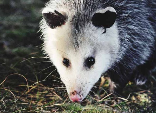 What Is a Possum Definition, Facts & Examples Explained