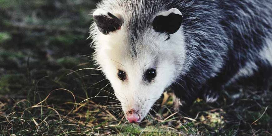What Is a Possum Definition, Facts & Examples Explained