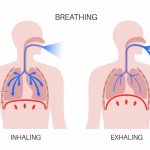 What is Respiration - Learn Definition, Facts & Examples