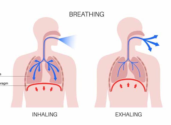 What is Respiration - Learn Definition, Facts & Examples