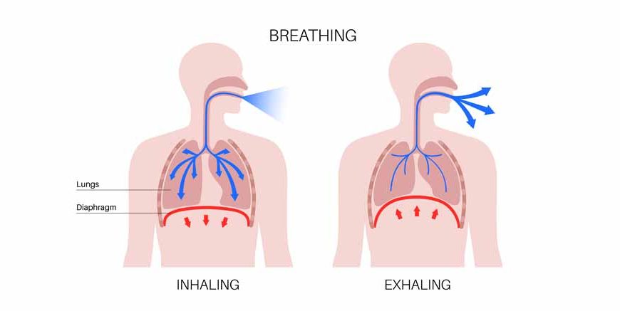 What is Respiration - Learn Definition, Facts & Examples
