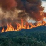 Wildfire Disaster Learn Definition, Impacts & Causes