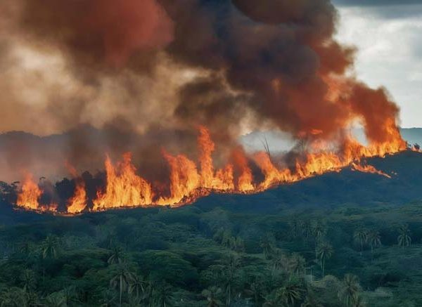 Wildfire Disaster Learn Definition, Impacts & Causes