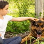 Animal Shelter Learn Definition, Importance & Examples