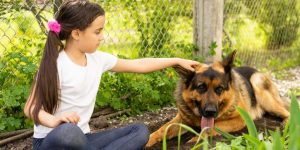 Animal Shelter Learn Definition, Importance & Examples