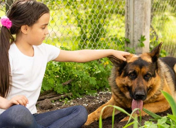 Animal Shelter: Learn Definition, Importance & Examples